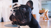 Pet friendly rentals in France