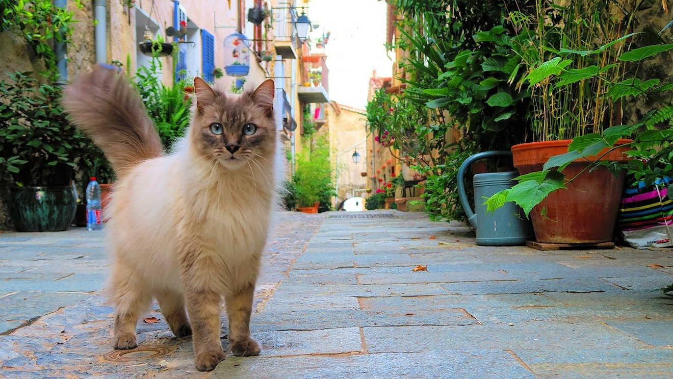 Cat relaxing in Provence, France