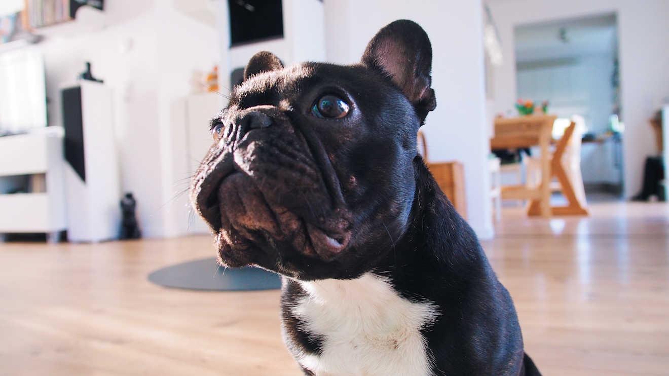 Pet-friendly long term rentals in France