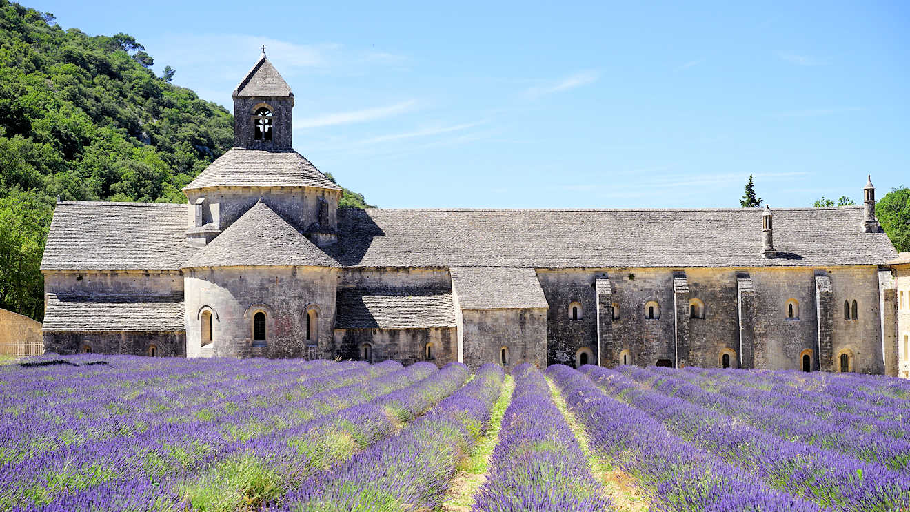 Lavender fields in Provence
